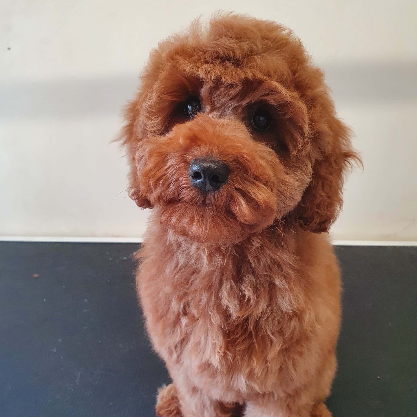 worthing dog groomer - poppy - cockerpoo-puppy